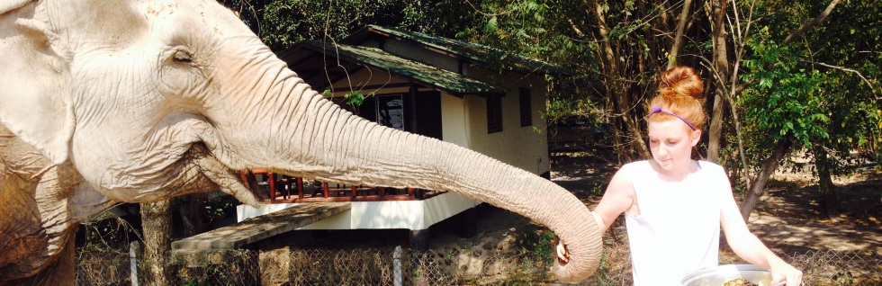 Volunteer Abroad With Animals in Sanctuaries